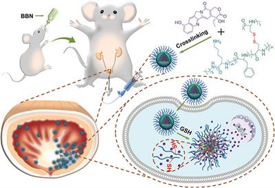 Advanced Peptide Nanomedicines for Bladder Cancer Theranostics